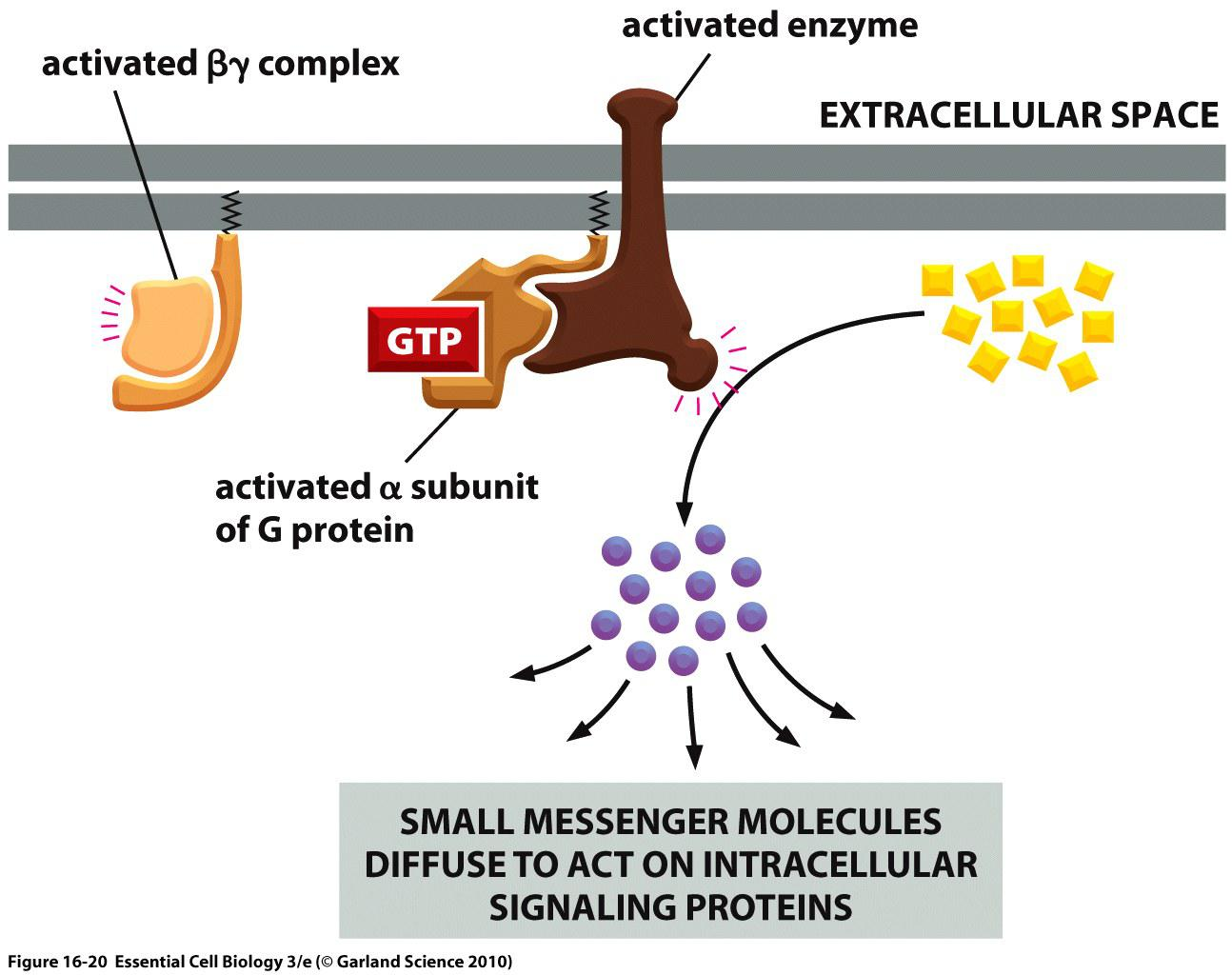 L16 Cell communication via Gprotein coupled receptor 鹘横海